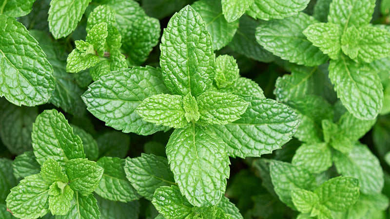 Mint: A breath mate!